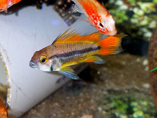 09/12/18 New Arrivals