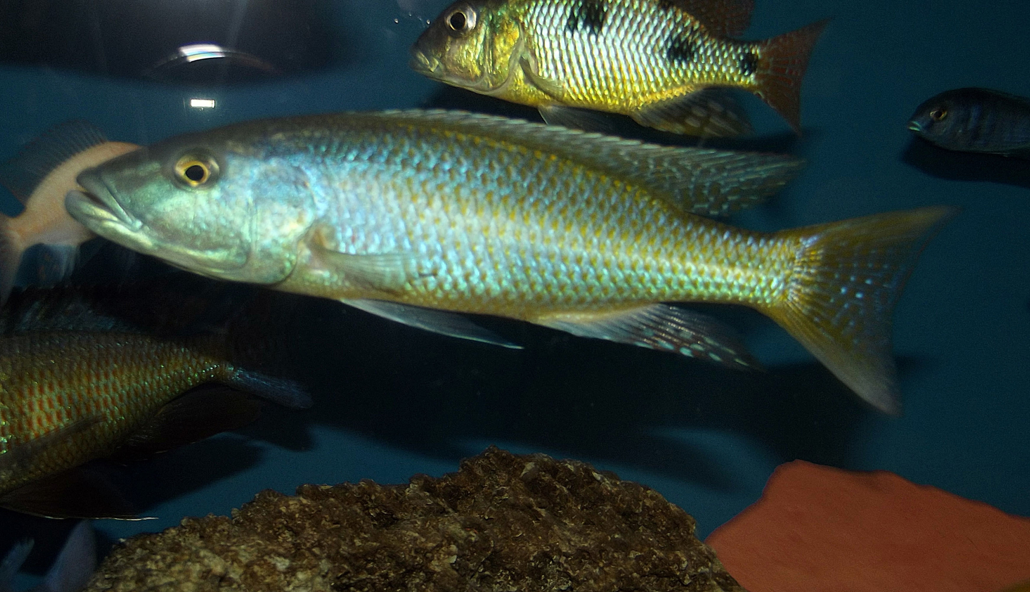 Champsochromis caeruleus