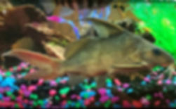 Red Tail Synodontis 6"