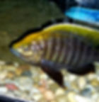 Copad. Mloto gold crest
