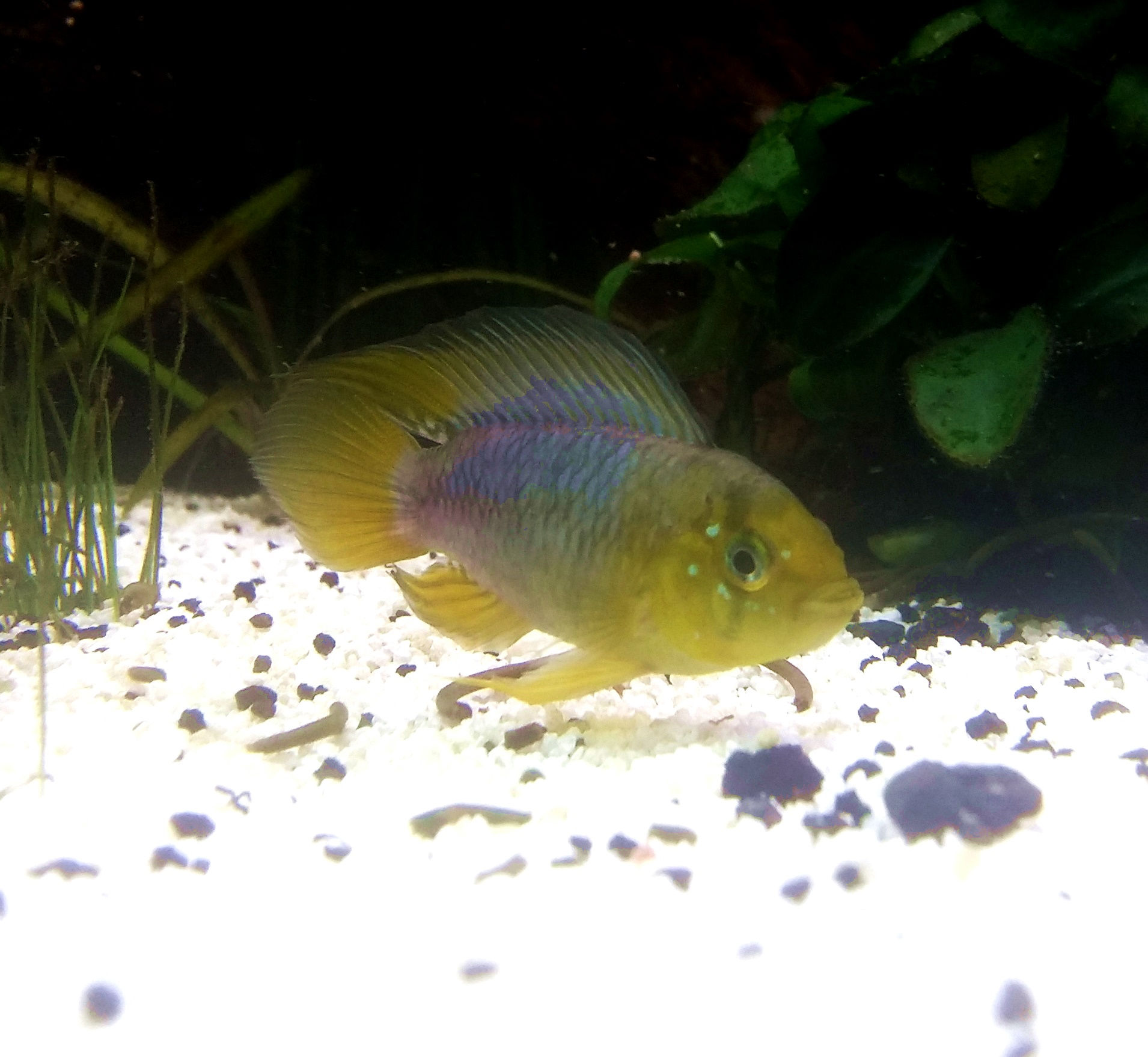 Apisto. borellii yellow .75-1.5" pair