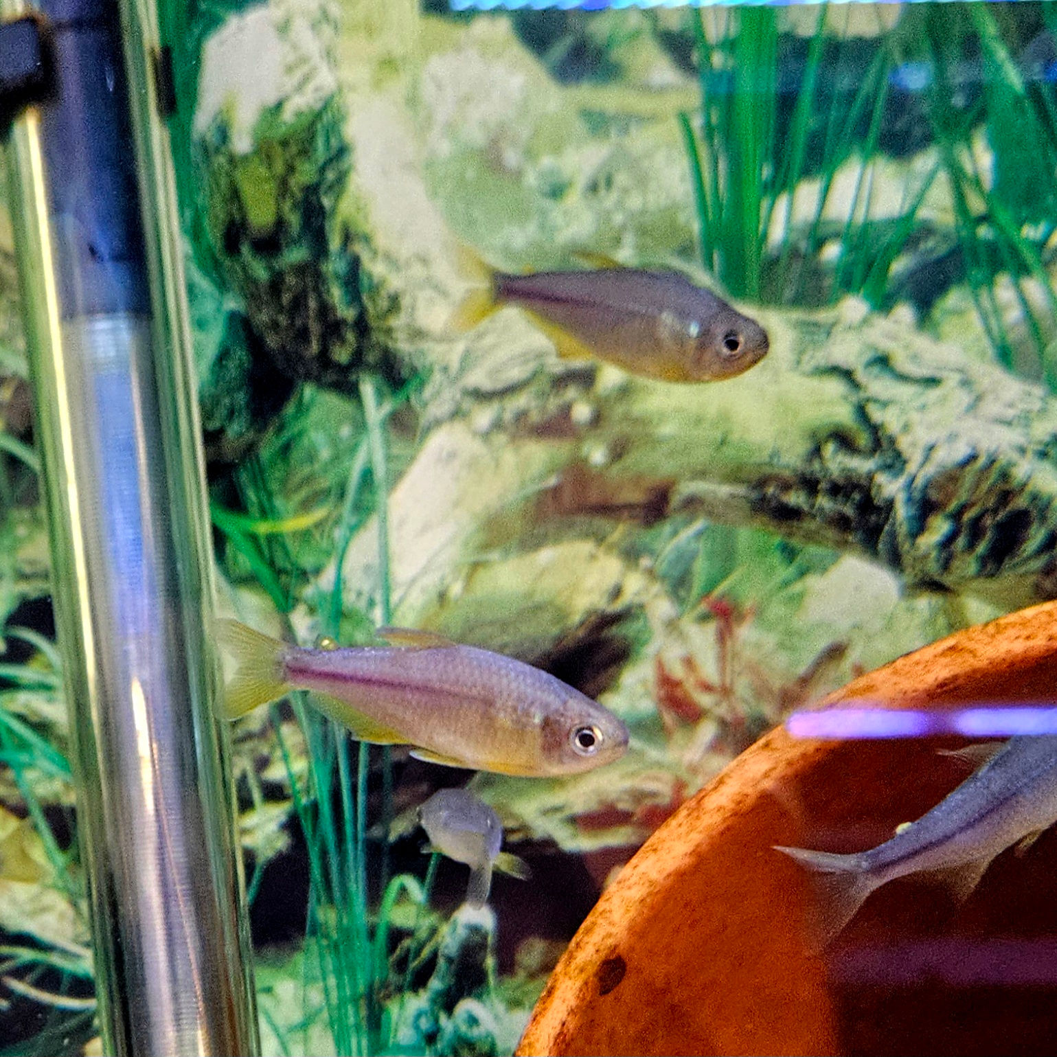 Pink Lemonade Tetra 1.75-2"+
