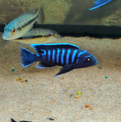 Metriaclima Manda Dolphins | Blue Hook Aquatics