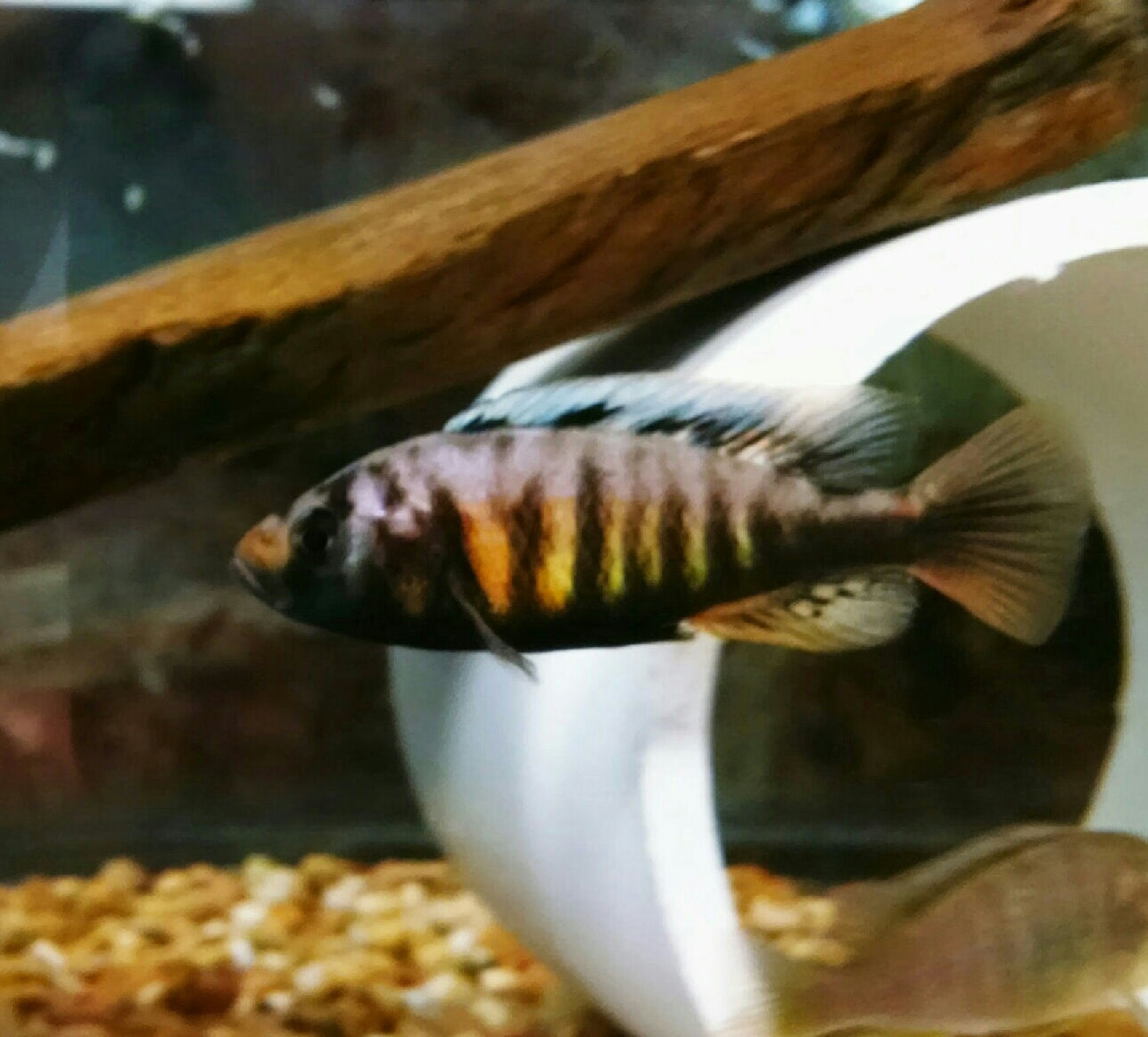 Pundamilia crimson tide