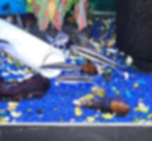 Siamese Algae Eater 1.5"+