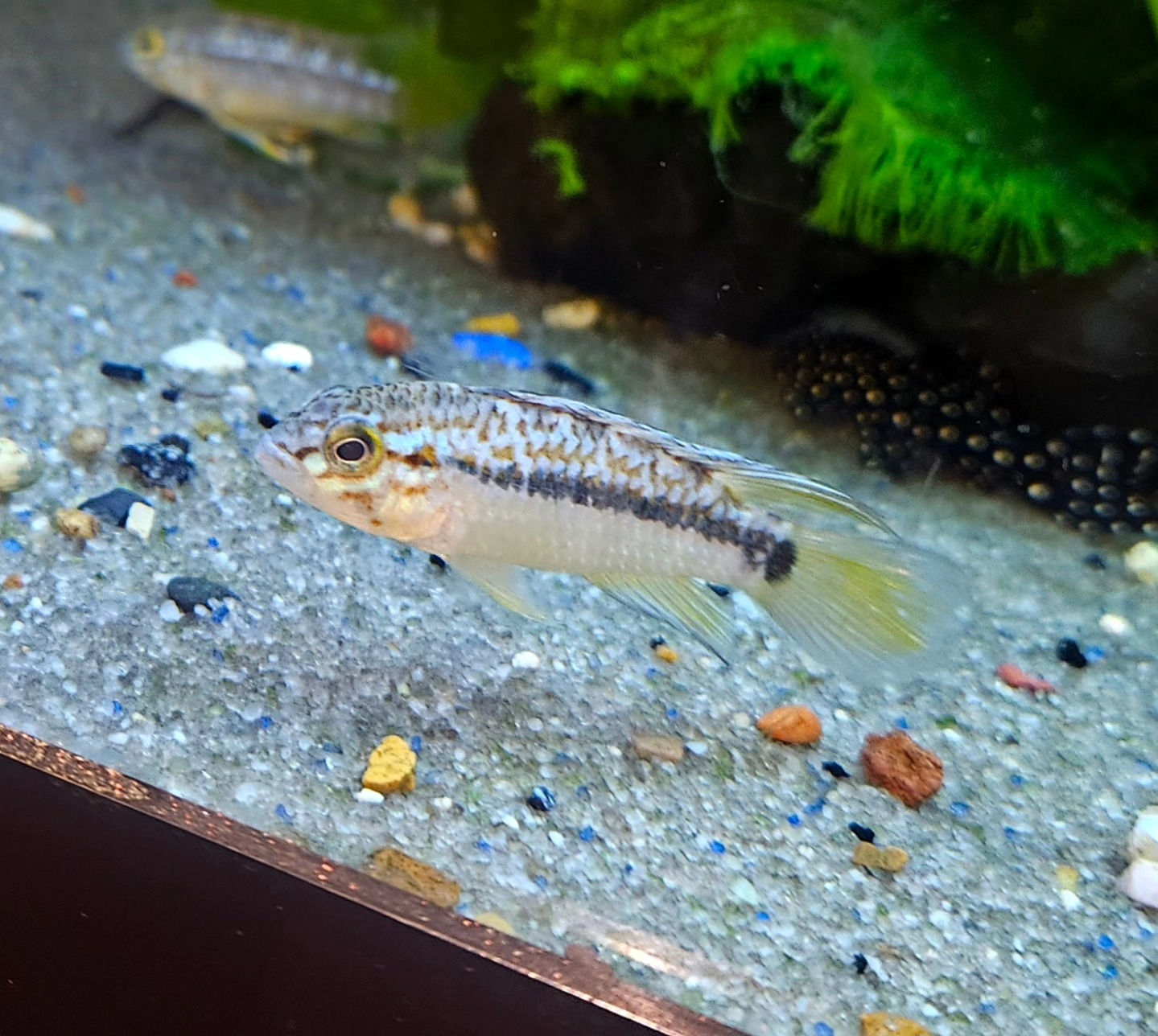 Apistogramma Ortegai 1-2" Pair