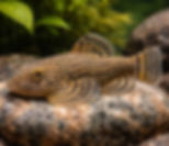 Tiger Hillstream Loach 1.75-2"