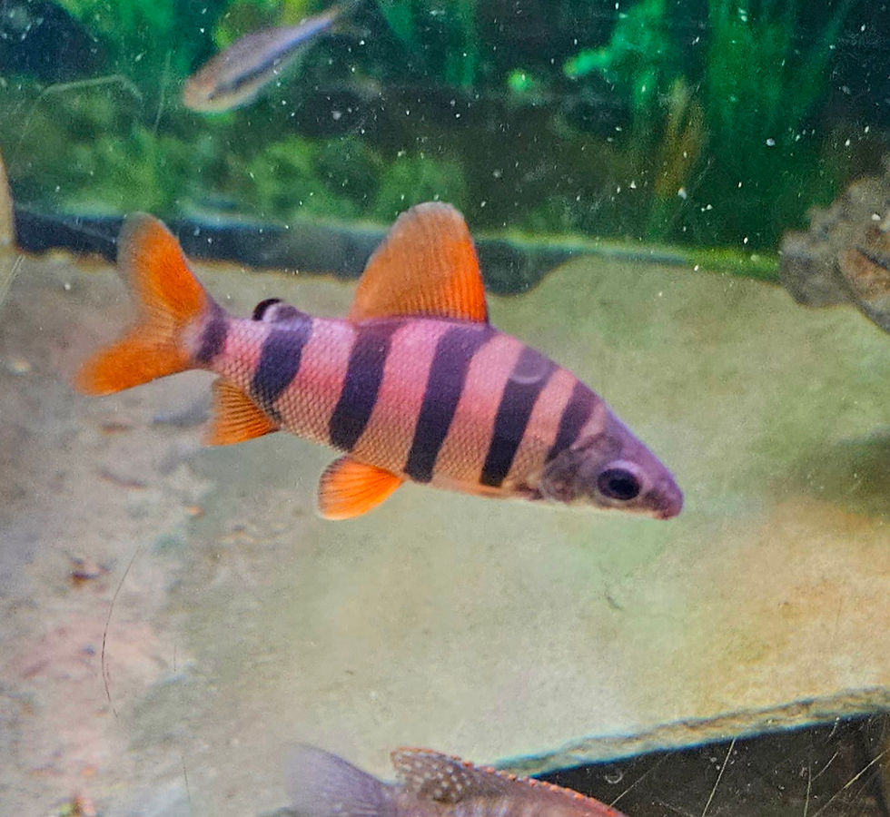 Distochodus Sexfasciatus 2-2.25"