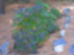 Oakleaf Hydrangea