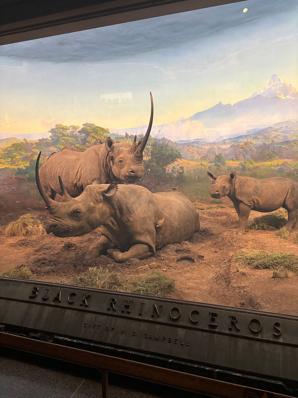 The Black Rhinoceros exhibit at the American Museum of Natural History. (Photo Credit: Juan-Pablo Pina)