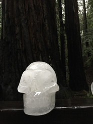 OMAR in the Redwood forest