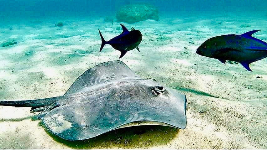 snorkeling manta ray french polynesia