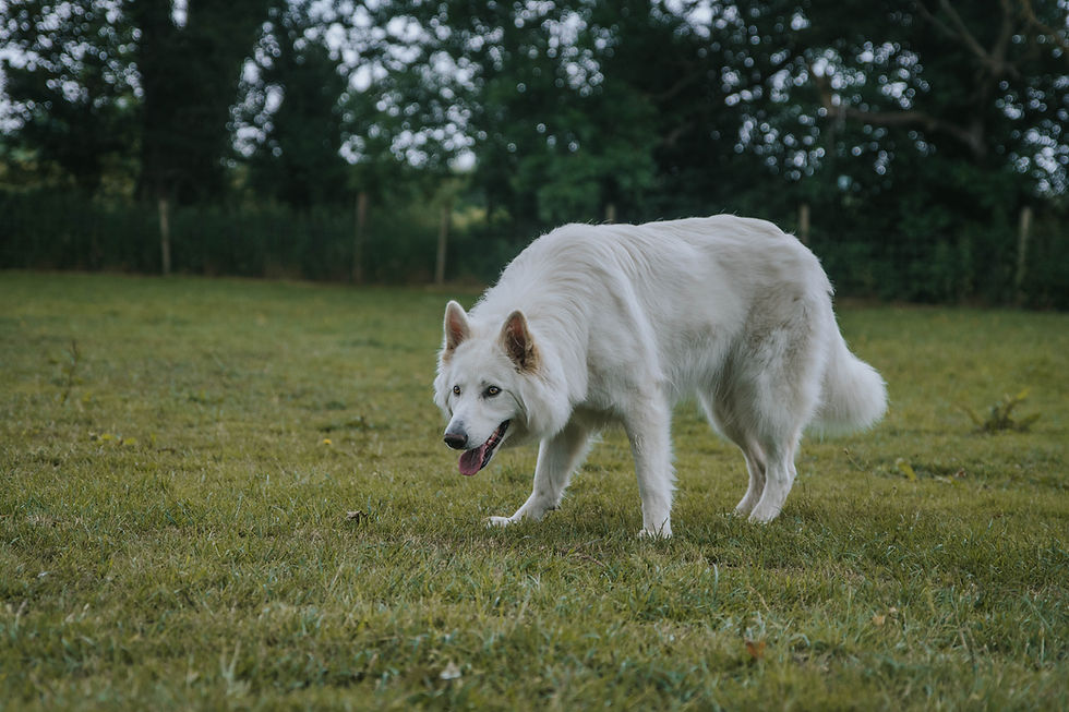 Gus, a white shepherd during a session with us at our Playpark.