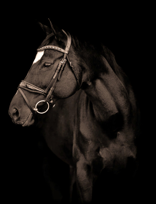 dramatic-black-horse-on-background-600nw