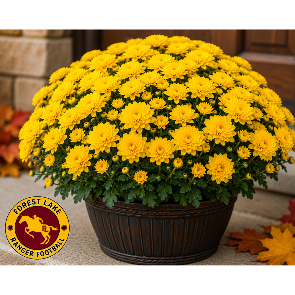 Gold Ranger Mums