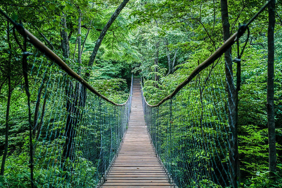 Nekupe Bridge.jpeg