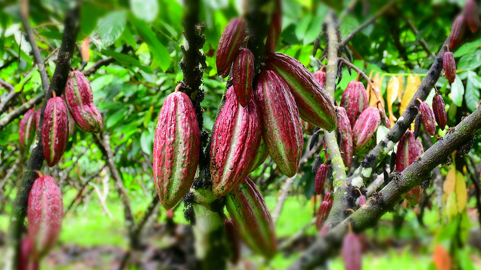 Cacao Fruit at Finca El Cacao Ritter Sport 2.jpg