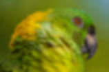 Amazona auropalliata.jpeg