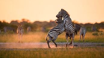 2020b Botswana - Burchell_s zebra - A018_C051_0227VH.0000136.jpg