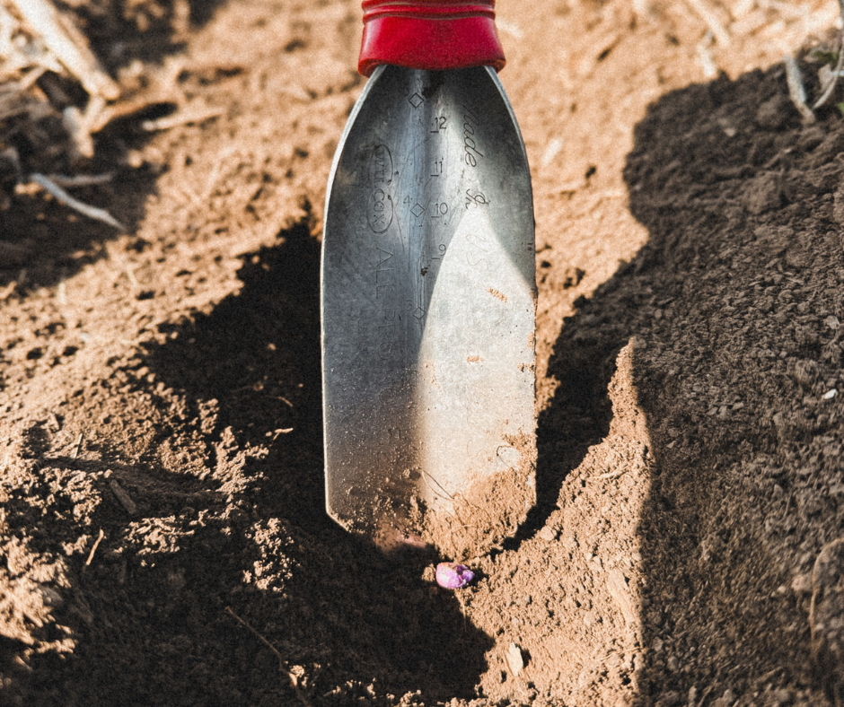 a small shovel in the ground showing the measurement of the seed to the top of the soil, indicating appropriate seed depth