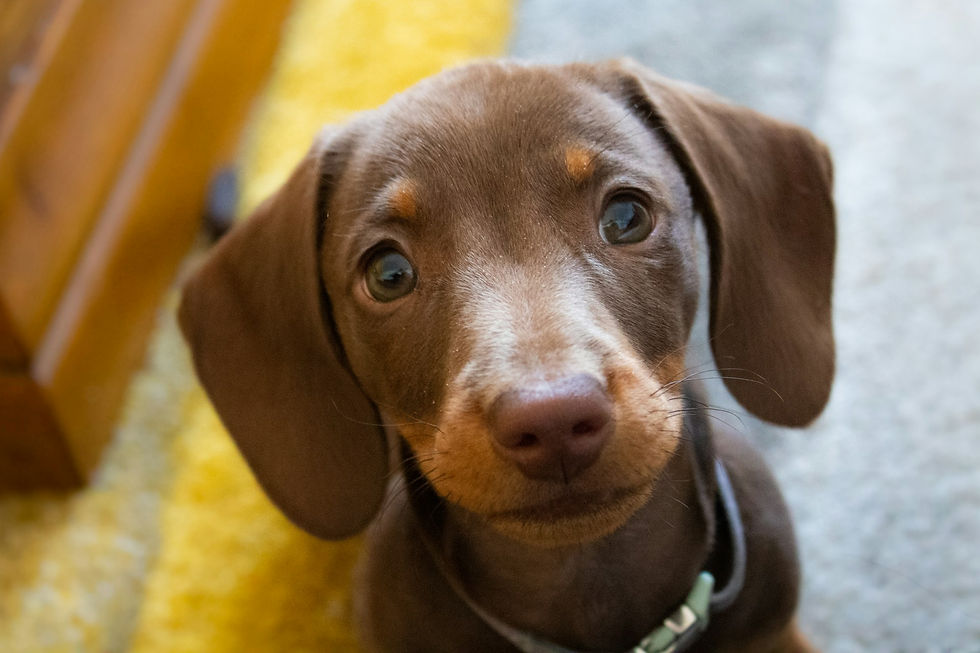 Raising a Focused Puppy in Busy Homes with Online Training