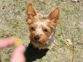 dog behavior training