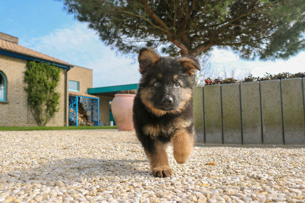 puppy training