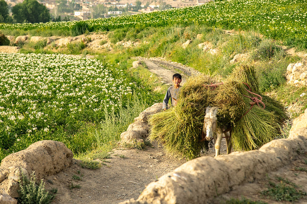 Below the ruins of Shahr-e-Gholghola, a boy guides his white donkey loaded up with wheat along a dirt path between green potato fields.