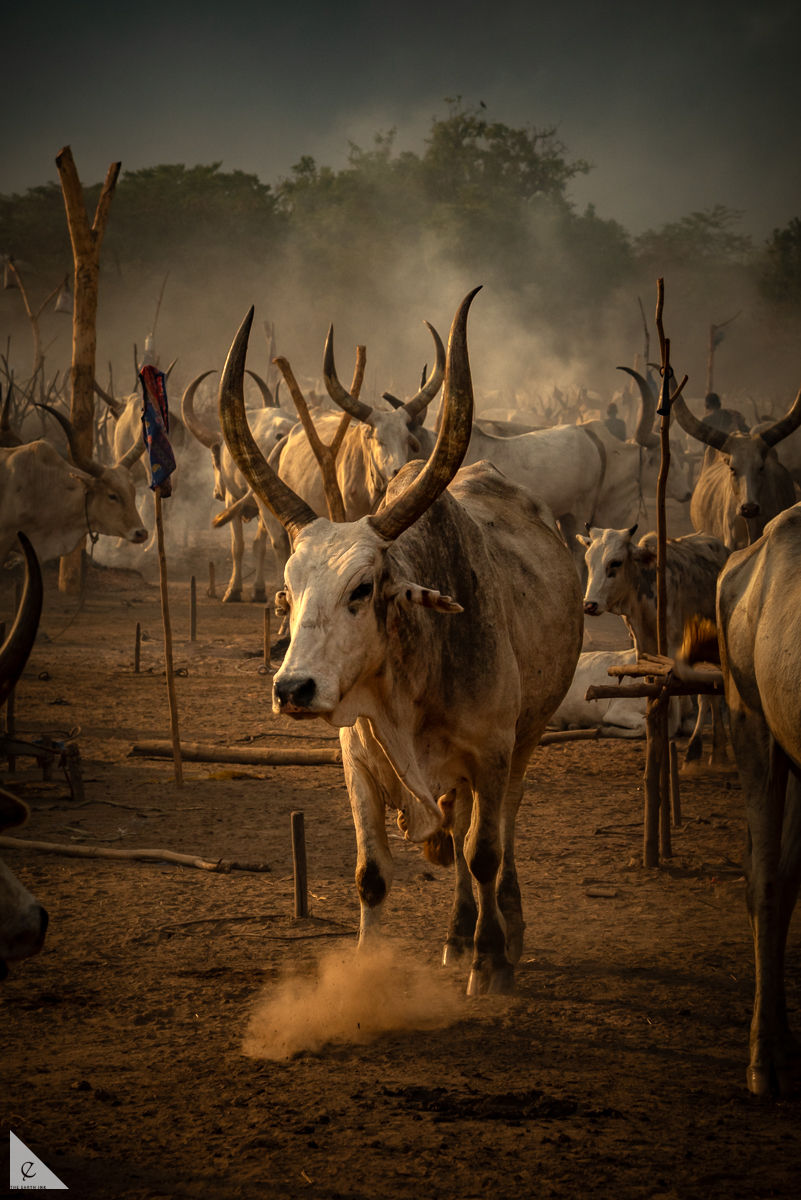 Ankole-Watusi cattle return to their dusty camps for the night. One cow appears to lead the movement, kicking up dust as he navigates the wooden stakes in the ground to find the one he will be tied to.