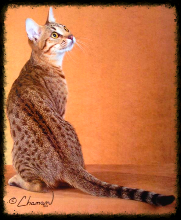 Zicatela