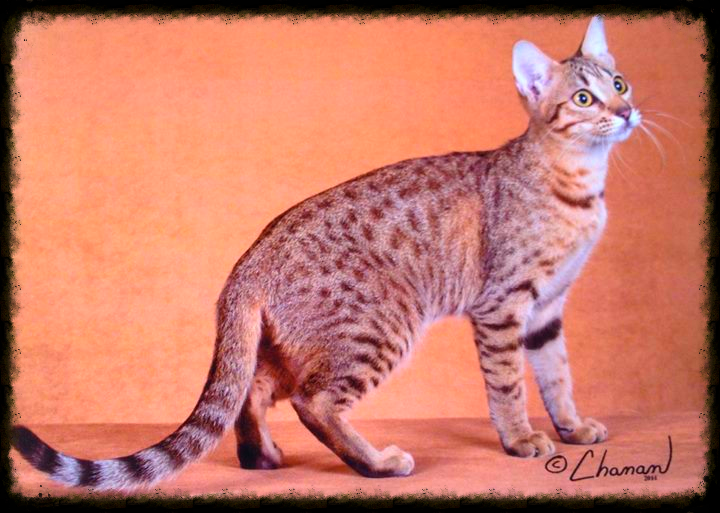 Zicatela