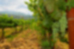 California Sauvignon Blanc grapes