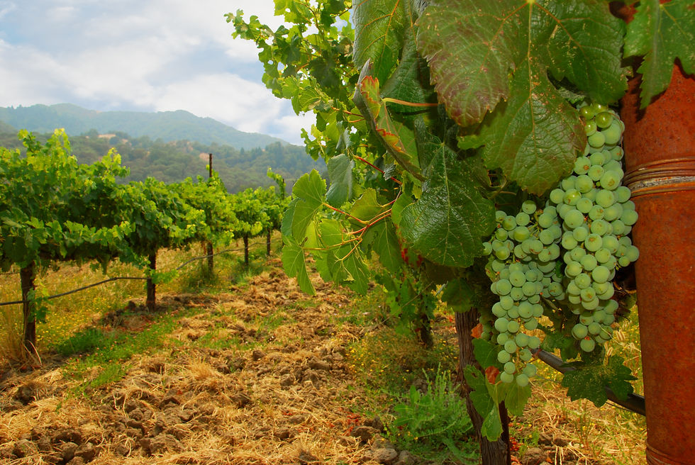 California Sauvignon Blanc grapes