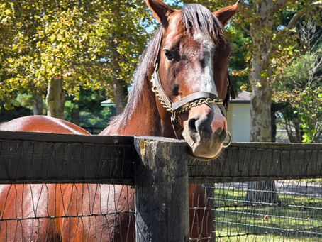 Culinary Trails, Bourbon Rhythms, and the Wild Rims of Kentucky