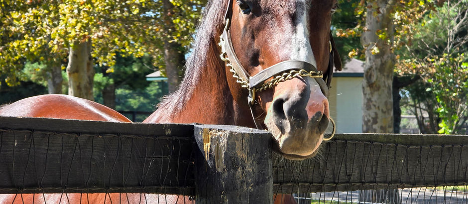 Culinary Trails, Bourbon Rhythms, and the Wild Rims of Kentucky