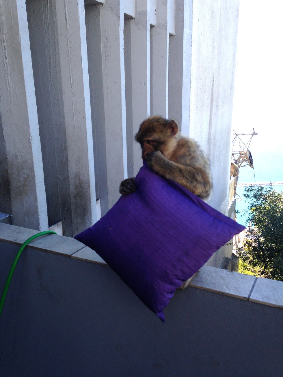 Monkey with a tourists souvenir in Gibraltar