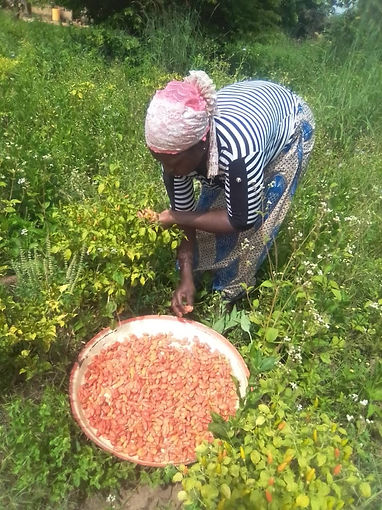 Planting