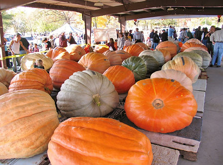 Giant-Pumpkins.jpg