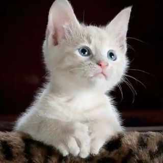 kitty_edited.jpg