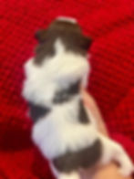 Nutmeg Farms Shih Tzus: Shih Tzu photo