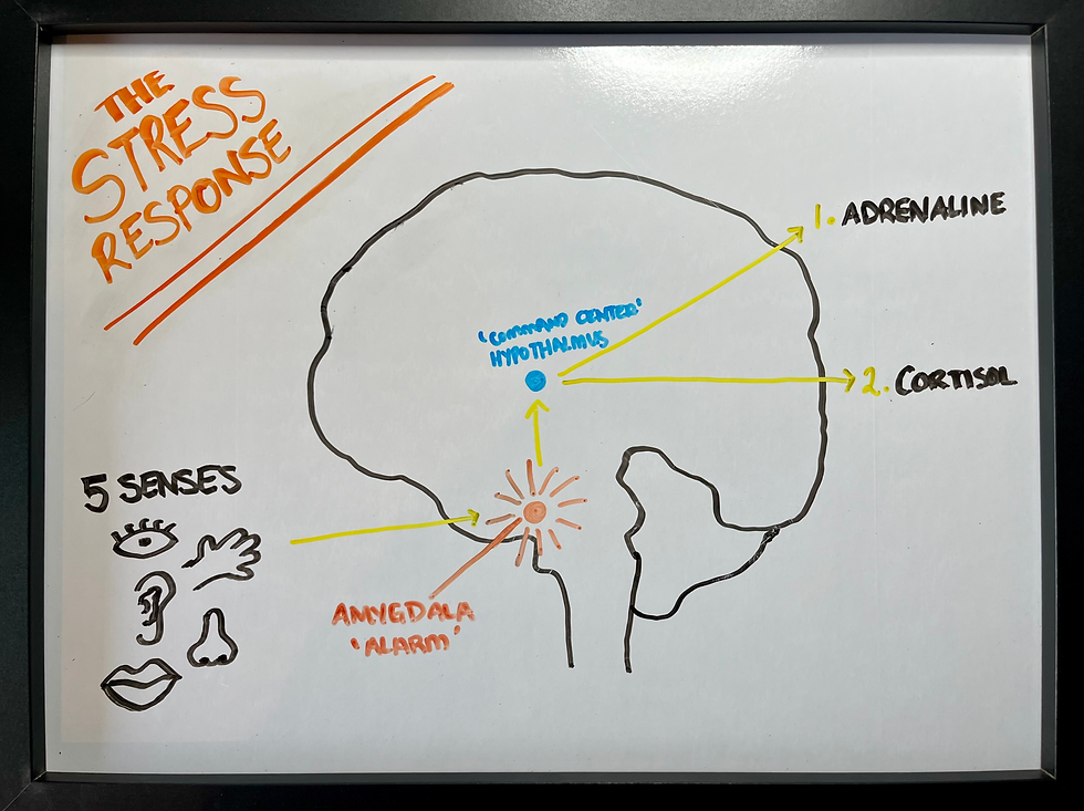 The Stress Response