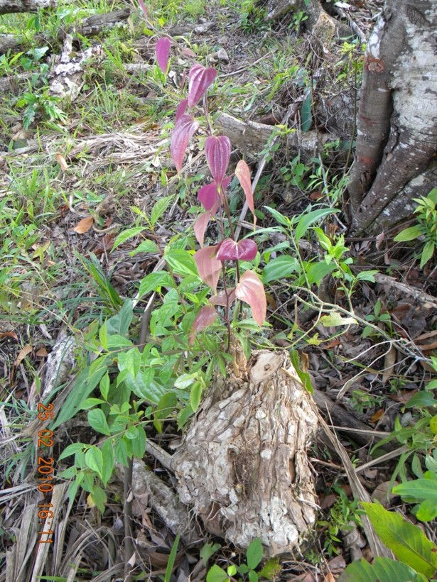 Thumbnail: Kidney Tonic Herbs