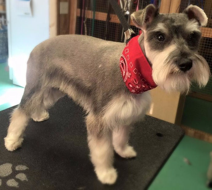 Peaceful Pet Groomer