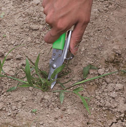 挟んで根ごと抜く