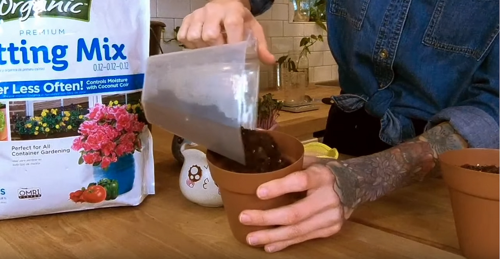 Adding soil, potting mix to a pot for growing microgreens in