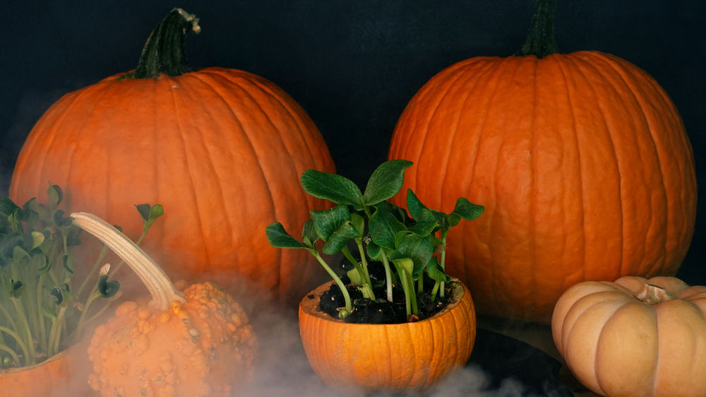 How to grow Microgreens at Home in Fall Halloween style using Pumpkins!