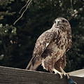 Sharp Shinned Hawk