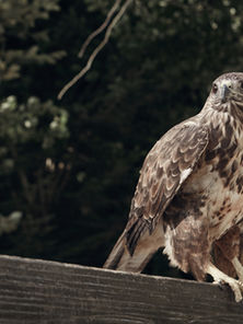 Hawkish: Meaning and Examples