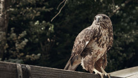 Psychology Over Pop-Spirituality