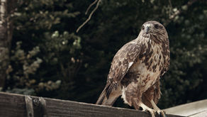 El Caribe colombiano se alista  para observar aves en el Global Big Day 